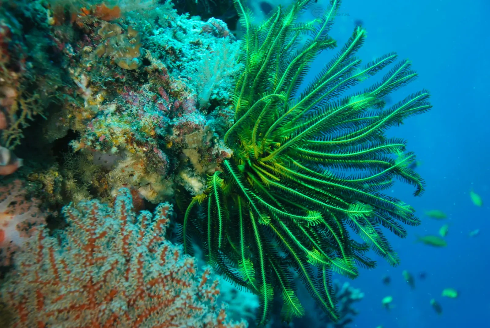 Mid Reef - Paulau Sipadan